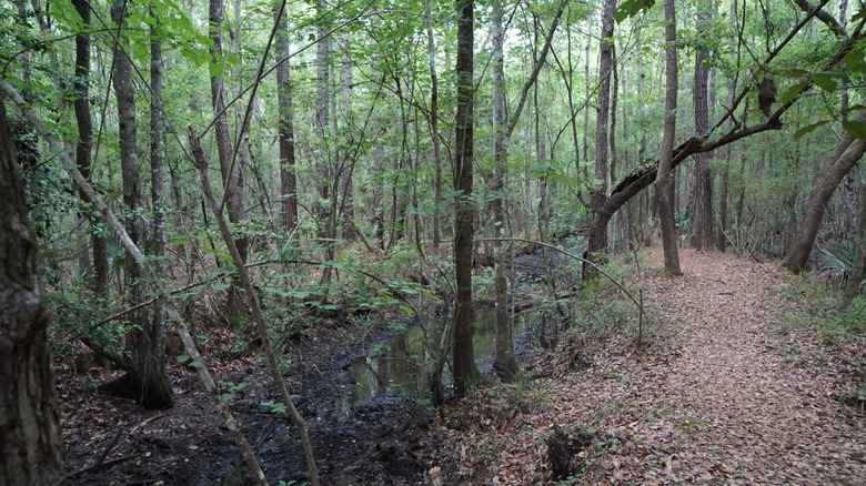 un sentier à travers un marais de feuillus comme le parc d'État de Ramsey Grove en Caroline du Sud