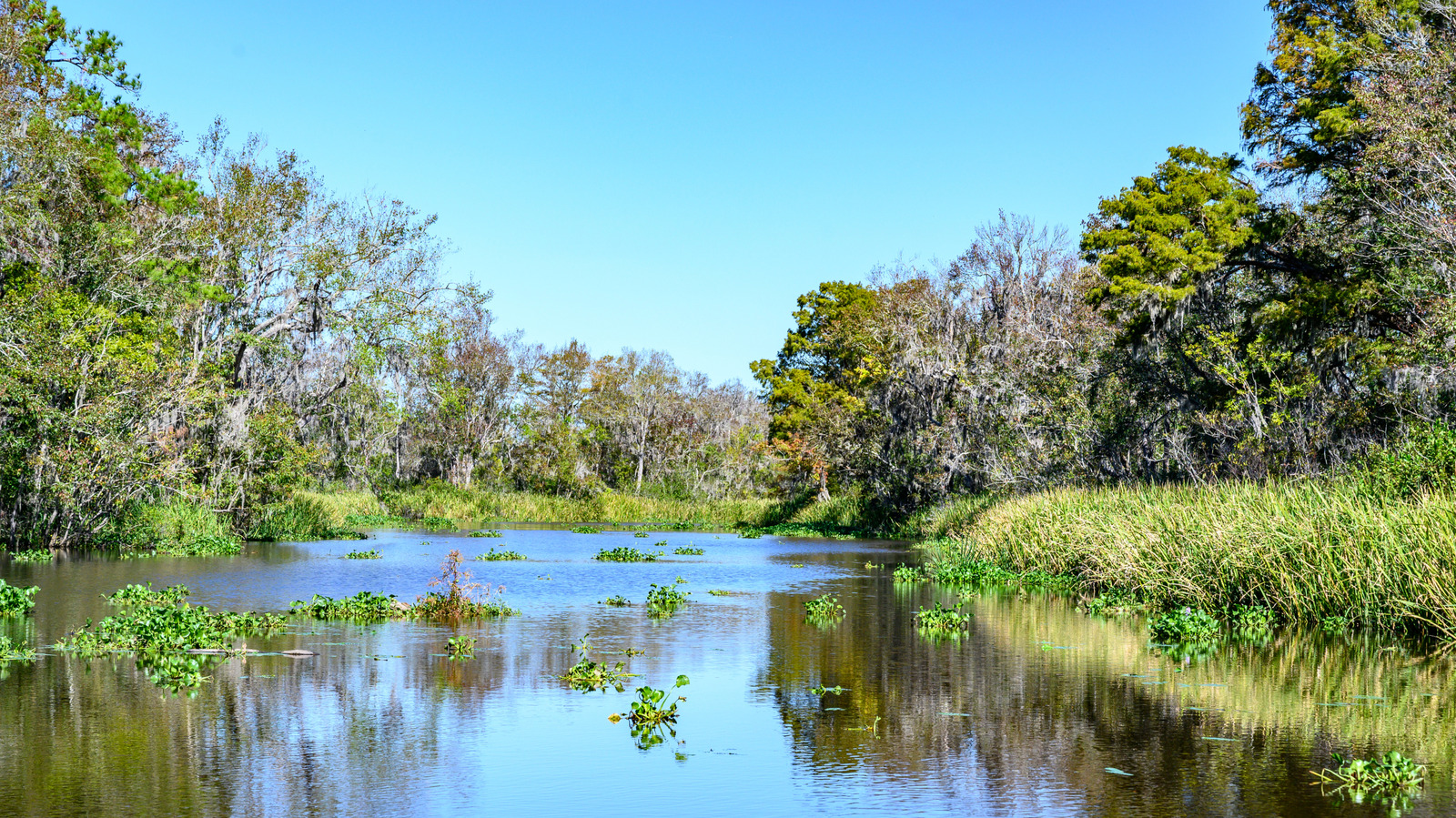 Le nouveau parc d'État de Caroline du Sud, entre Charleston et Myrtle Beach, est une escapade naturelle au bord d'une rivière
