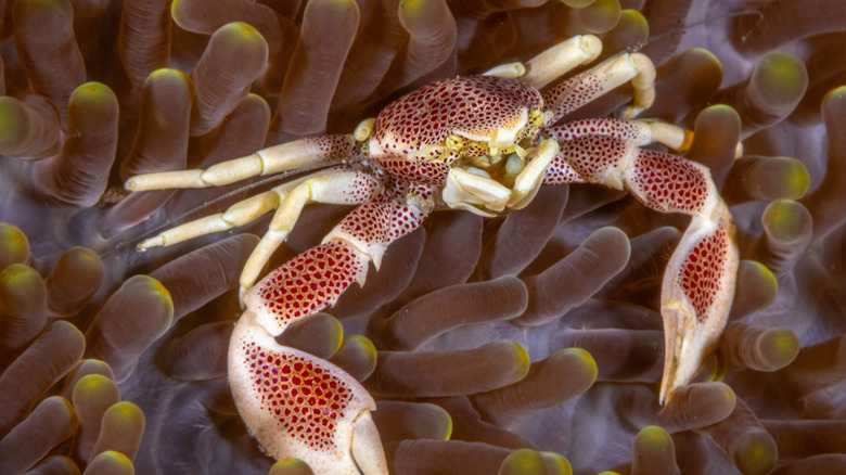Un crabe en porcelaine sur une anémone de mer avec trois paires de pattes qui marchent