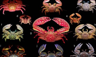 La bizarrerie évolutive qui fait que les espèces ressemblent à des crabes
