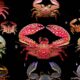 La bizarrerie évolutive qui fait que les espèces ressemblent à des crabes