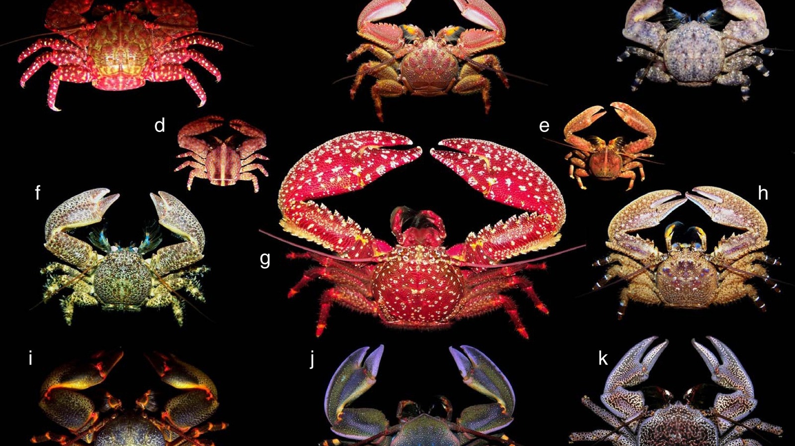 La bizarrerie évolutive qui fait que les espèces ressemblent à des crabes