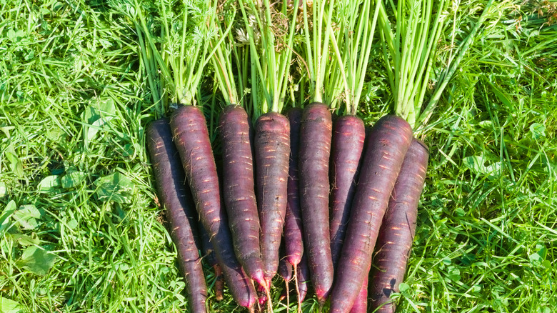 Carottes violettes récoltées de près