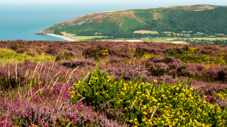 Bruyère sauvage violette et ajoncs jaunes au sommet des falaises d'Exmoor, avec la mer et les collines au loin