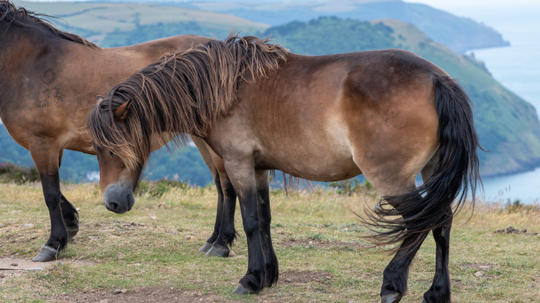 Deux poneys Exmoor au sommet de Countisbury Hill dans le parc national d'Exmoor, avec la mer en arrière-plan