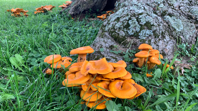 Champignons Omphalotus olearius toxiques poussant à l'état sauvage