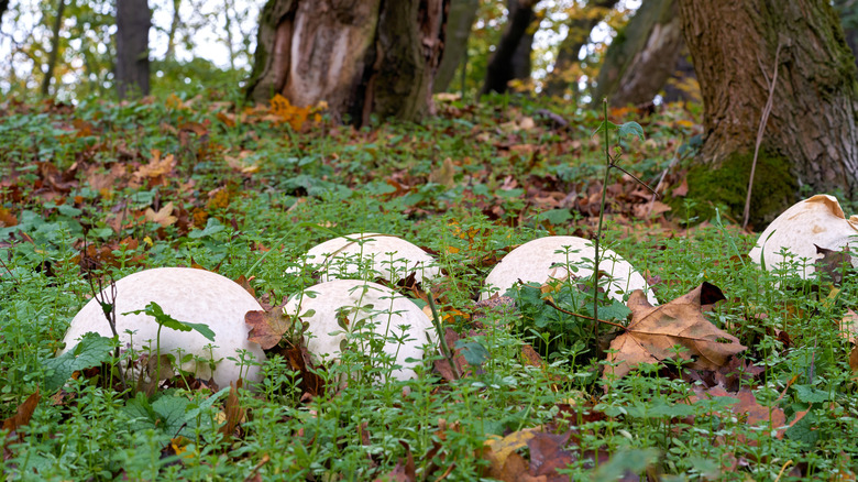 Champignons Calvatia gigantea poussant à l'état sauvage