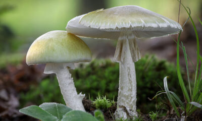 La différence entre les champignons comestibles et vénéneux s’explique facilement par la science