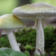 La différence entre les champignons comestibles et vénéneux s’explique facilement par la science