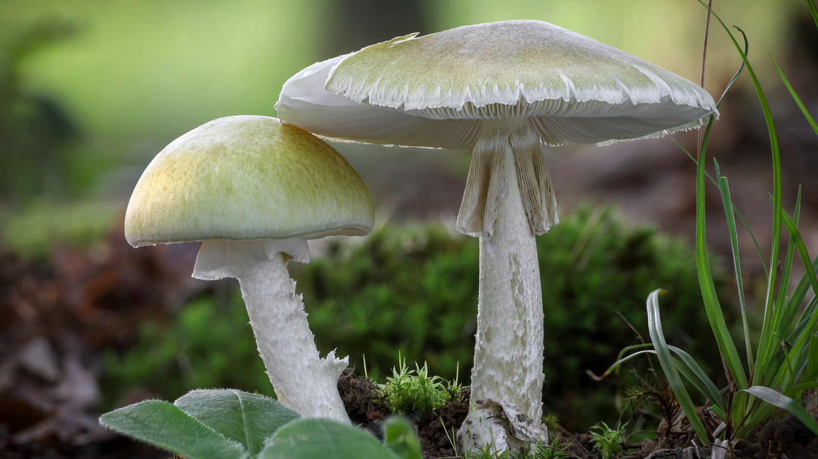 La différence entre les champignons comestibles et vénéneux s’explique facilement par la science