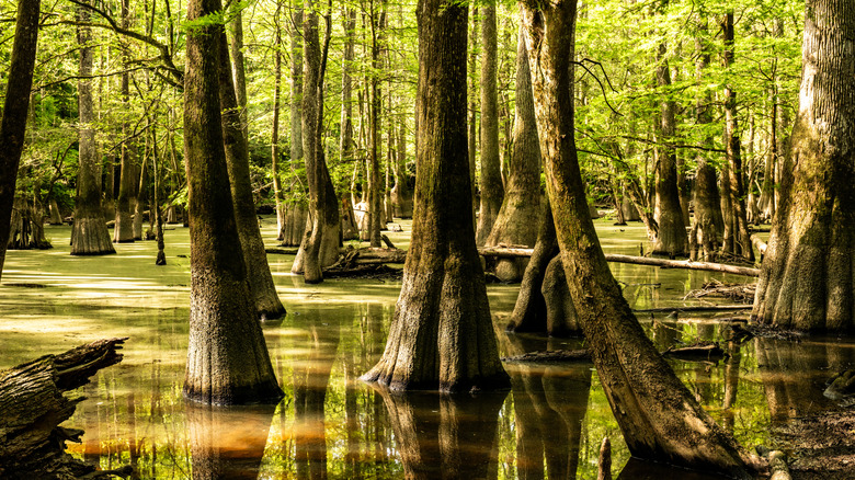 Des cyprès couverts de mousse se dressent au-dessus d'un marais inondé dans le parc national de Congaree, en Caroline du Sud