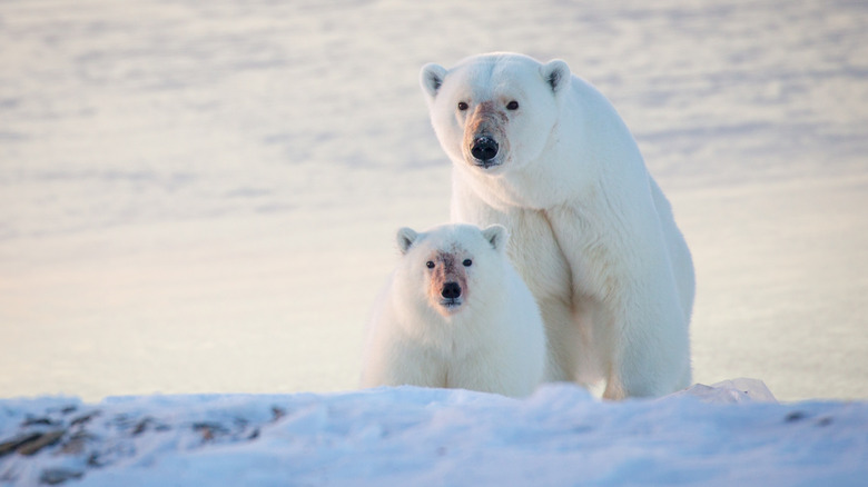 Mère et ourson polaire regardant par-dessus la glace pendant le coucher du soleil au Nunavut, Canada