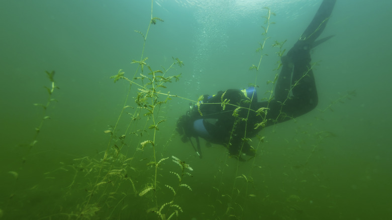 Plongeur sous-marin se dirigeant sous l'eau dans un étang vert plein de mauvaises herbes