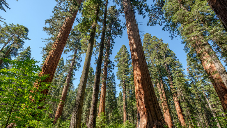 Regardant un bosquet d'arbres géants dans le parc national Calaveras Big Trees