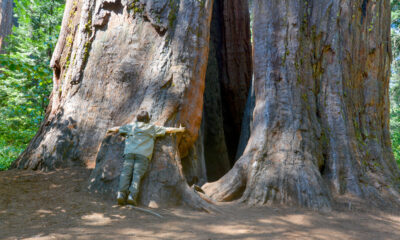 Oubliez Yosemite, visitez le parc le moins connu de Californie avec ses bosquets de séquoias géants et ses sentiers forestiers