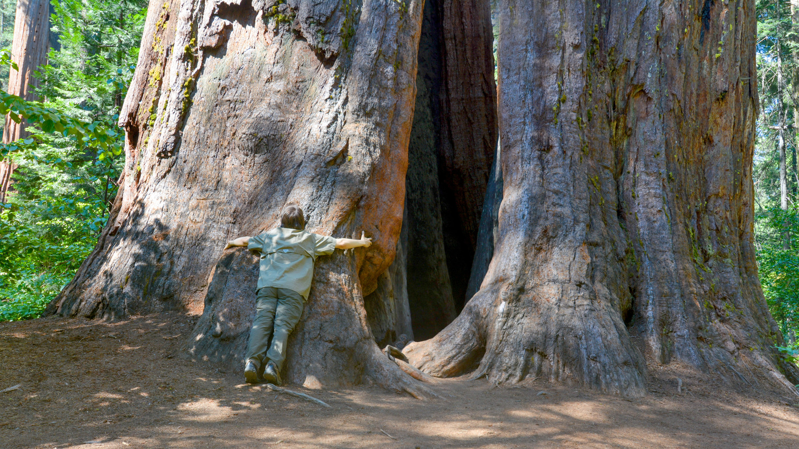Oubliez Yosemite, visitez le parc le moins connu de Californie avec ses bosquets de séquoias géants et ses sentiers forestiers