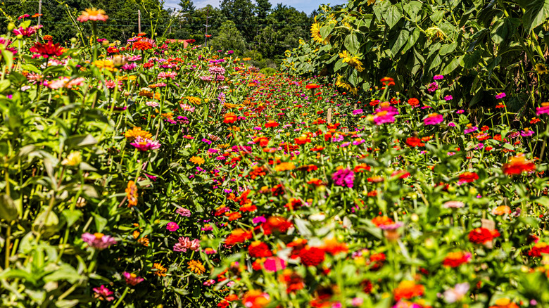 Fleurs sauvages dans les Blue Ridge Mountains en Caroline du Nord