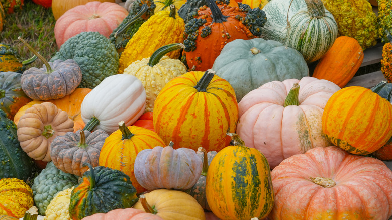 Pile d'une variété de citrouilles différentes avec différentes couleurs, tailles et textures