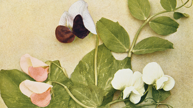Variation de la couleur des fleurs chez les pois culinaires, illustrant la génétique mendélienne
