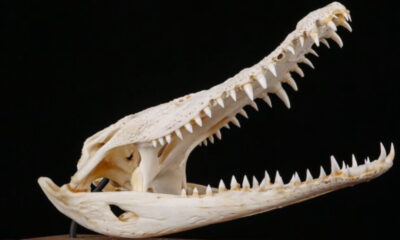 Des scientifiques ont réexaminé un fossile de crocodile vieux de 45 millions d'années. Ils ont noté une connexion bizarre