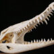 Des scientifiques ont réexaminé un fossile de crocodile vieux de 45 millions d'années. Ils ont noté une connexion bizarre