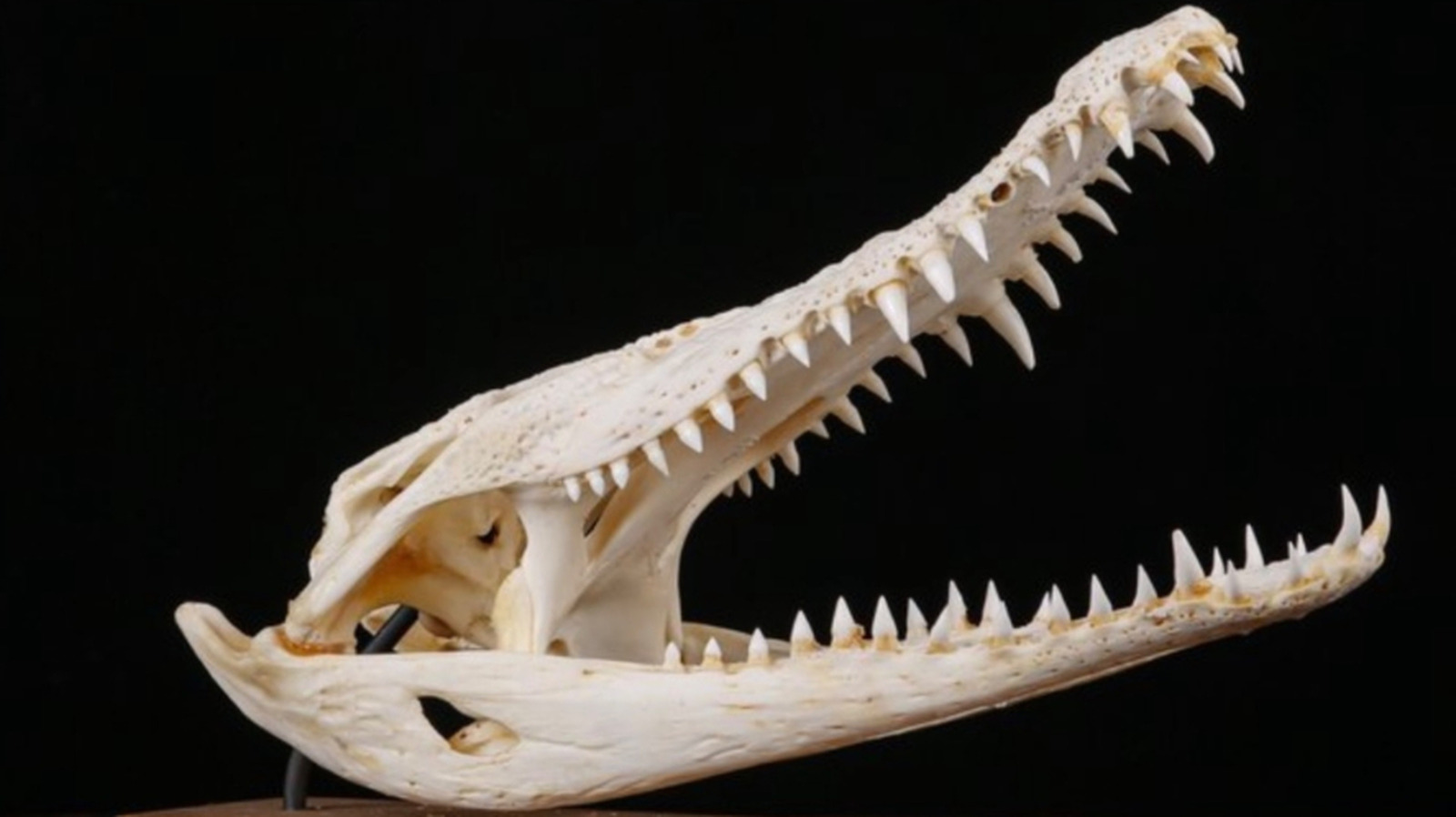 Des scientifiques ont réexaminé un fossile de crocodile vieux de 45 millions d'années. Ils ont noté une connexion bizarre