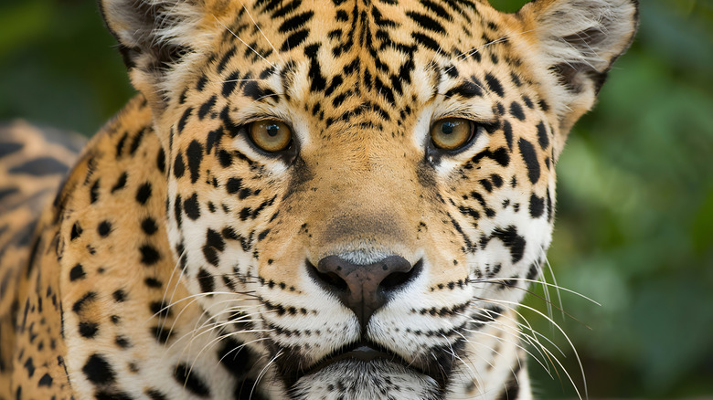 Un gros plan d'un jaguar