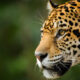 Le plus gros léopard du monde n'est rien comparé au plus gros jaguar