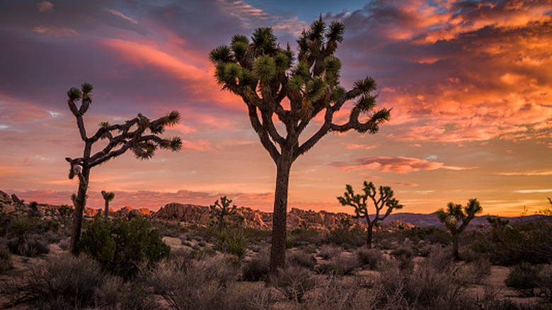 Arbres de Josué dans un désert rocheux avec un ciel doré au coucher du soleil