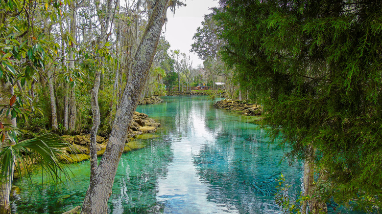 Source artésienne naturelle entourée d'arbres