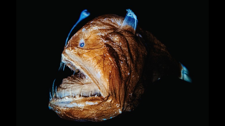 Image de profil de baudroie femelle