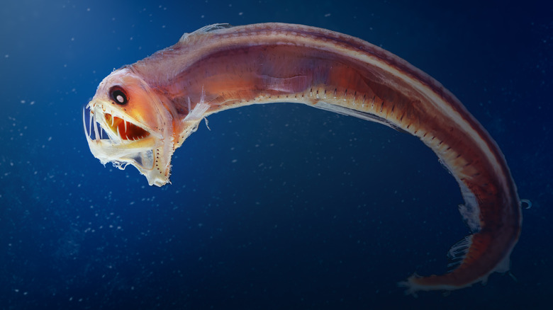 profil de poisson vipère