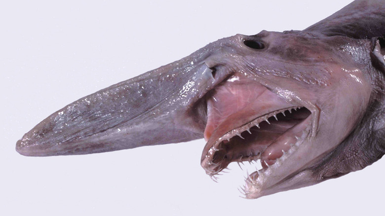 Gros plan sur le visage du requin gobelin