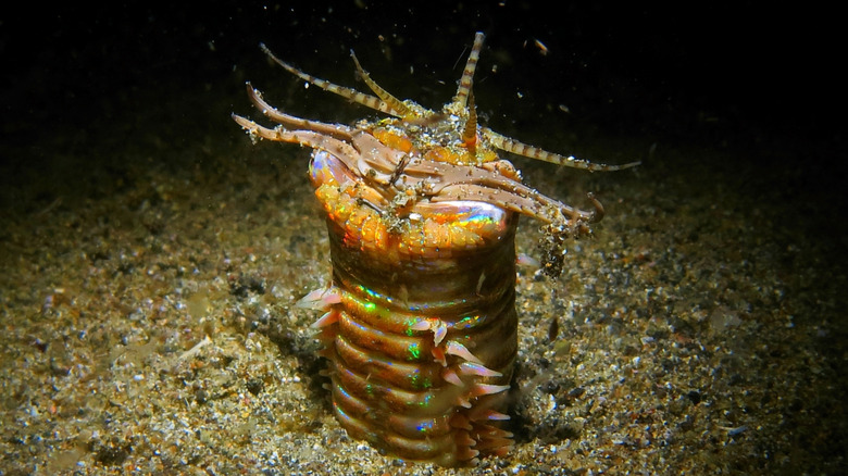 travail au bobbit émergeant du sable