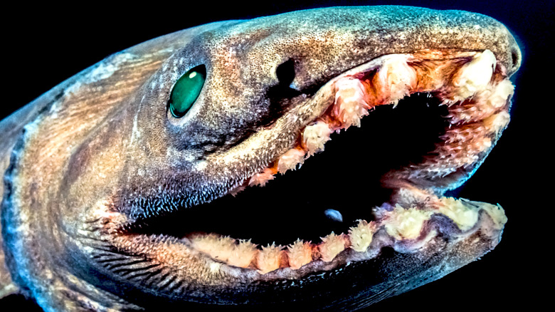 gros plan de dents de requin à volants
