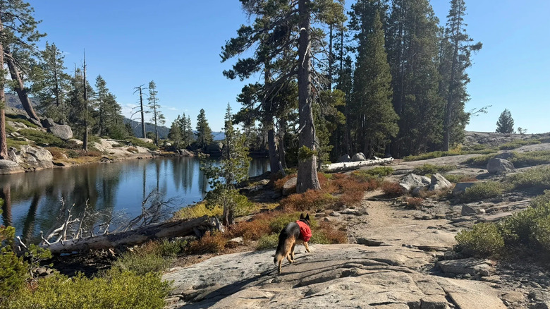Chien sur un sentier près d'un lac entouré d'arbres